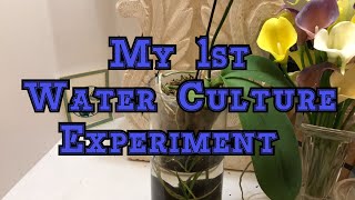 Orchid care: 1st Phalaenopsis Orchid water culture experiment