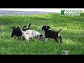 Mixed Breed dogs for sale: Dawn - Video 1