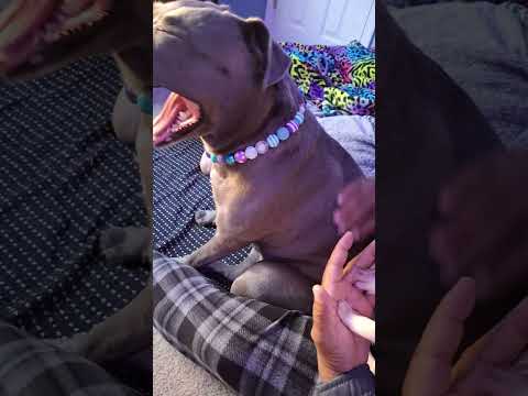 Does She Like Her Sister?? 🤣 #goodvibes #morningvibes #Remy #Lexi #furbabies #dogsofyoutube #family