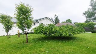 Update Weeping Cherry Tree
