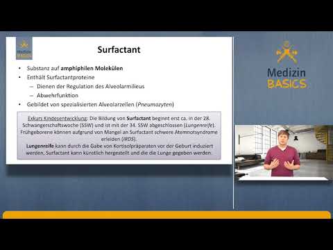 Das gasaustauschende System