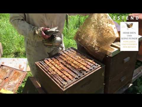 Video-Thumbnail von YouTube