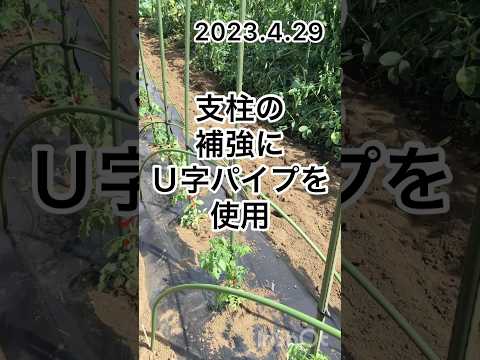 杭を使ってトマトを育てる：その理由と方法！  庭園