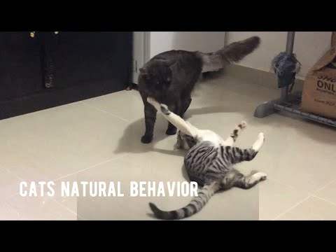 An Example Of Normal Feline Play Behavior #felineplaybehavior #catplaybehavior #normalcatplay