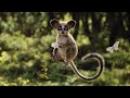 The Lion King 2019 The Lion Sleeps Tonight Music Video I 4K Ultra HD