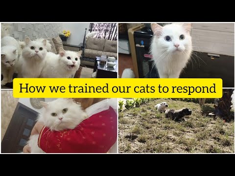 How we trained our cats to respond - hmari cats kese hm se baten krti hain funny cats