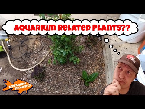 DIY Auto Water Change System and Irrigation System - Aquarium Thoughts