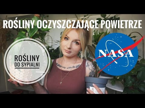 , title : '🌱Rośliny OCZYSZCZAJĄCE POWIETRZE - Idealne do sypialni🌱'