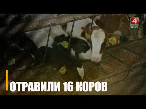 Ущерб в 50 000 рублей. 16 коров отравили в одном из хозяйств Светлогорского района видео