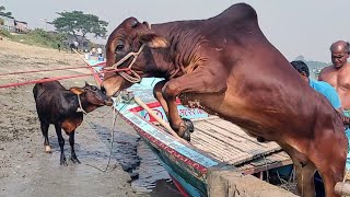 Download Lagu cow unloading, cow videos, cow video, big cow, goru hamba cow Thumbnail