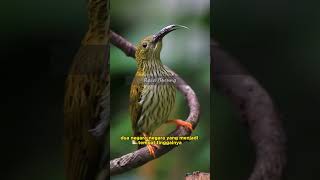 Download lagu Pijantung Gunung | burung yang sudah dilindungi #burungkicau #shorts   #pijantung  #pijantunggacor mp3