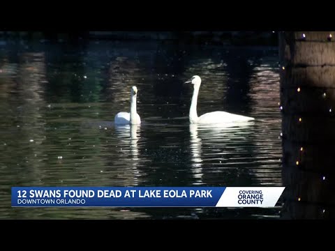 12 swans found dead at Lake Eola in Orlando spark avian flu outbreak concerns