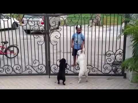 Cute and Funny Bhangra by a son of sardar 🤣🤣😂 #Funny #Innocent #Dance with Dogs