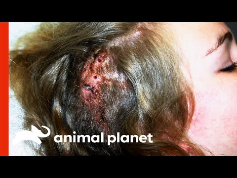 YouTube video about: Does dog urine attract roaches?