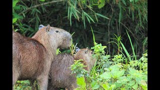 preview picture of video 'Our Big Trip - Wildlife of the region around Trinidad, Bolivia'