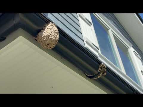 Two Yellow Jacket Nests Found on the Gutter in Freehold, NJ