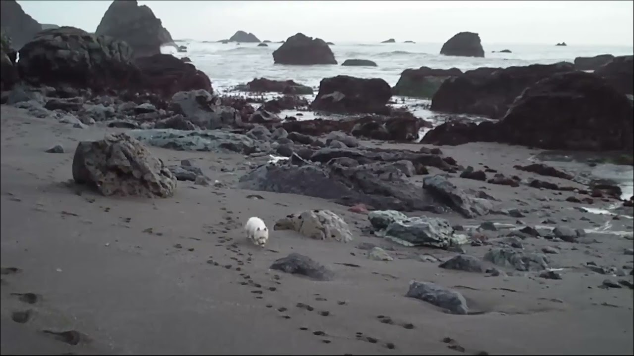 Westie Fun at the Beach