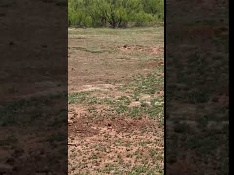 Prarie Dog alarm!