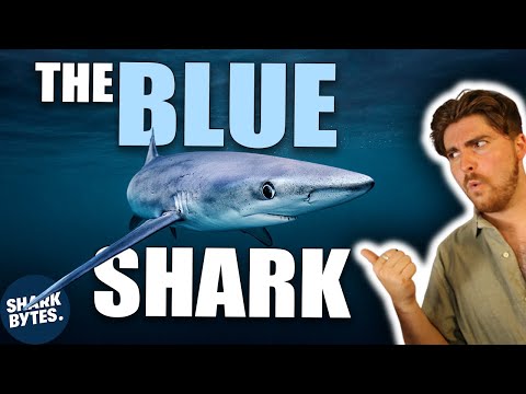 Is This The Most Efficient Shark EVER?