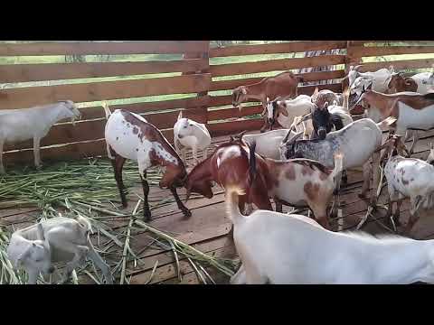 Animal fight club: Goats