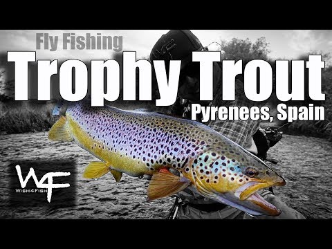 W4F - Fly Fishing Trophy Trout in Pyrenees, Spain