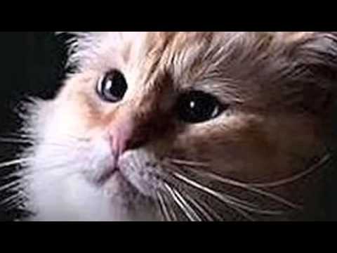 Kid de Blits - Brief (Reupload)