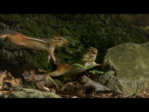 Never Mess with a Chipmunk's Nuts!
