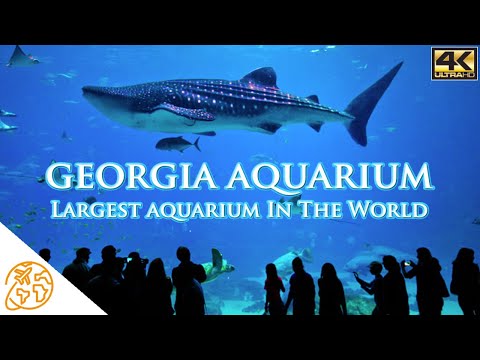 Georgia Aquarium Largest aquarium in the world Atlanta 4k Attractions