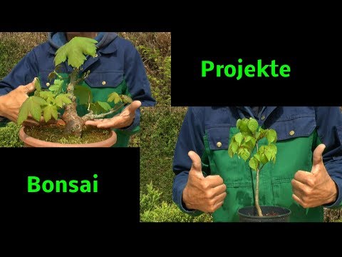 Bonsai schneiden Bonsai Anzucht Bonsai Yamadori Anzucht