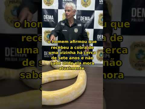 PÍTON de 4,8 m é apreendida em GO: animal exótico estava sem licença