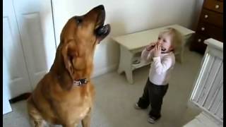 Dog howls to harmonica