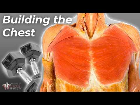 The Science of Building Your Pecs: Best Exercises & Anatomy