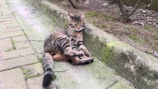 Daily stray cats in Istanbul 🐈