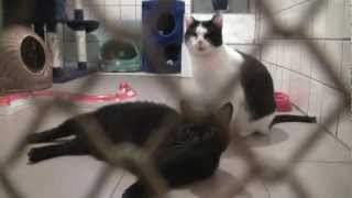 preview picture of video 'Two handicapped cats, Marcin and Farcik - best friends from Milanówek animal shelter'
