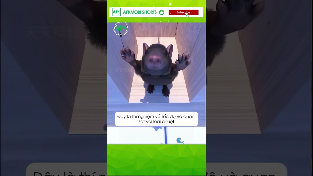 Chuột giải mê cung