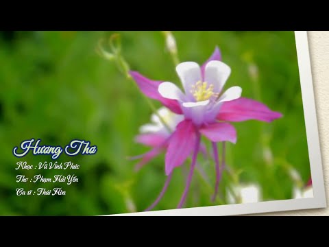 Hương thơ - Thái Hòa