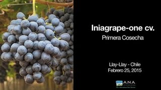 Iniagrape-one-LLay LLay Chile-2015