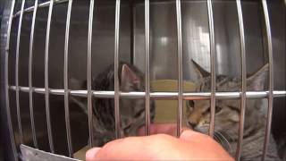 preview picture of video 'PetSmart Kitten Love'