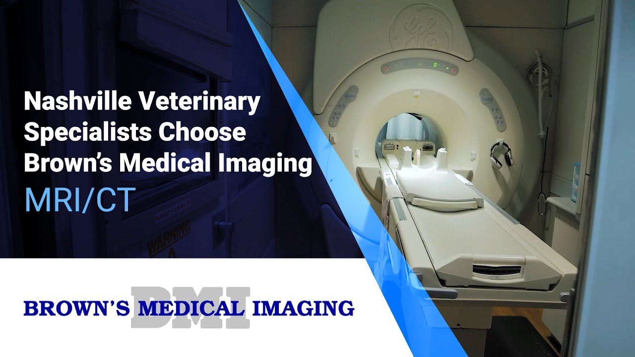 Cutting Costs on Veterinary MRI Scans: Affordable Diagnostics Solutions