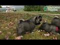 Keeshond dogs for sale: Nikki - Video 1