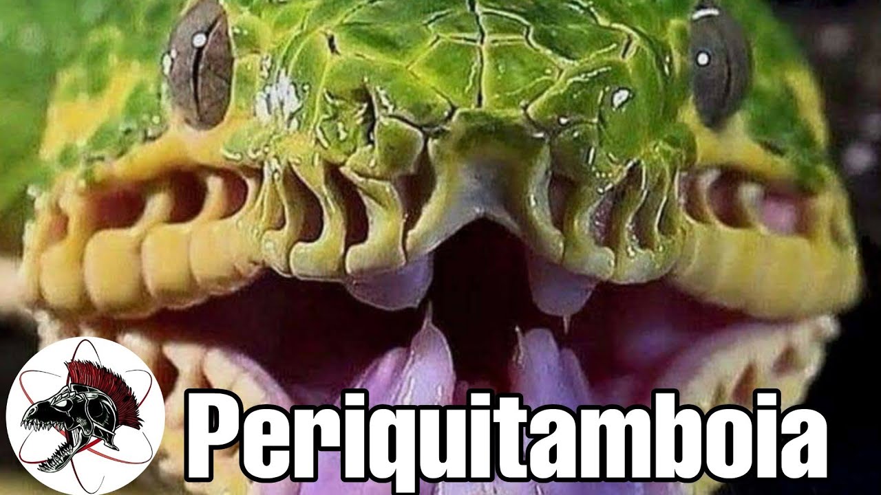 Cobra Periquitamboia Corallus caninus batesii | Biólogo Henrique o Biólogo das Cobras