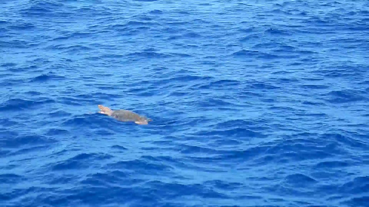 Naxos & Small Cyclades Sailing Tours - Τurtle