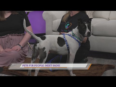 Pets Fur People: Meet Sadie - YouTube
