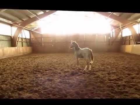 Napoli v. FS Numero Uno x P.St. Santa Fee v. P.H.Santiago x Top Debino