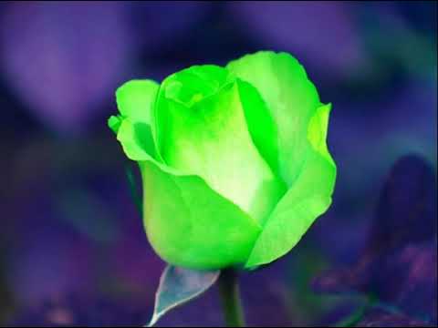 light in babylon baderech el hayam