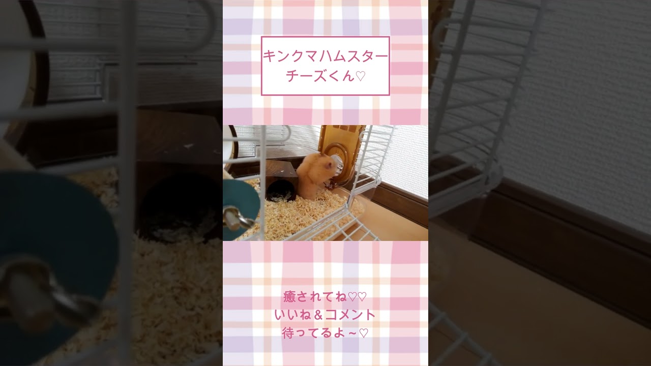 自分で帰宅するチーズくんかわええ【懐きすぎハムスター】ハムスター可愛い癒し #shorts