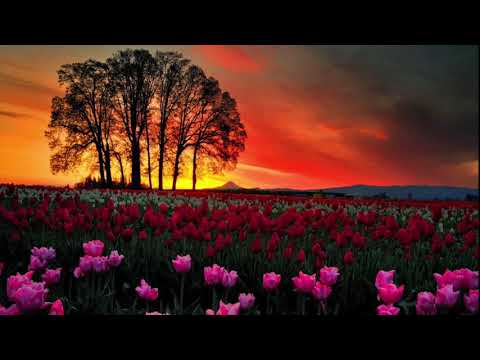 Francesco Domenico Araia - La forza dell'amore e dell'odio: "Vado a morir'