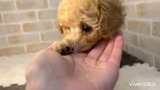 ハーフ犬の動画01