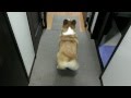 Bubble Butt Corgi Twerk 