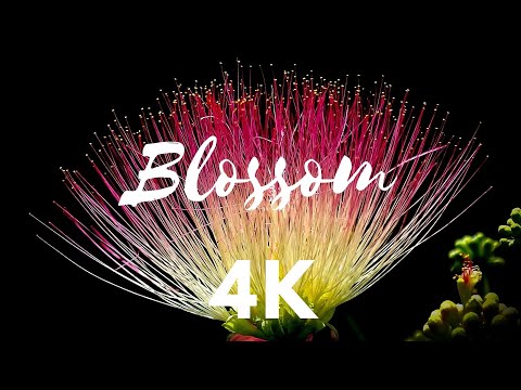 The Most Beautiful Flowers Collection 4K | Amazing Colors of Spring Flowers and Fall Leaves
